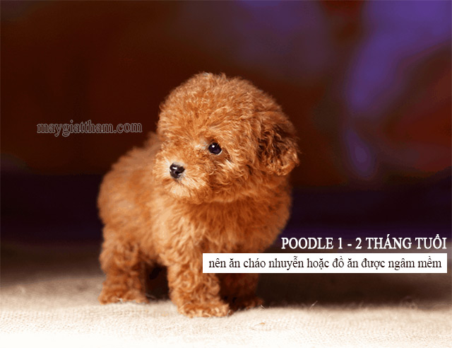 Lưu ý về chế độ ăn cho chó Poodle 1 - 2 tháng tuổi