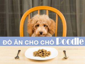 Thức ăn cho chó Poodle Tiny là bao nhiêu mỗi ngày?