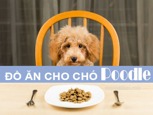 Thức ăn cho chó Poodle Tiny là bao nhiêu mỗi ngày?