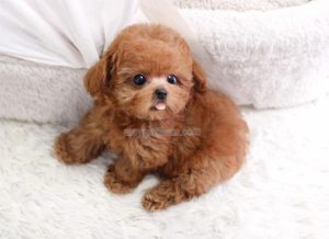 Lựa chọn đúng loại đồ ăn vặt để Poodle phát triển tốt