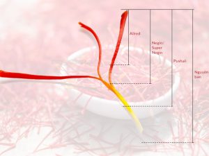 Cách phân loại của saffron theo cách ngắt sợi