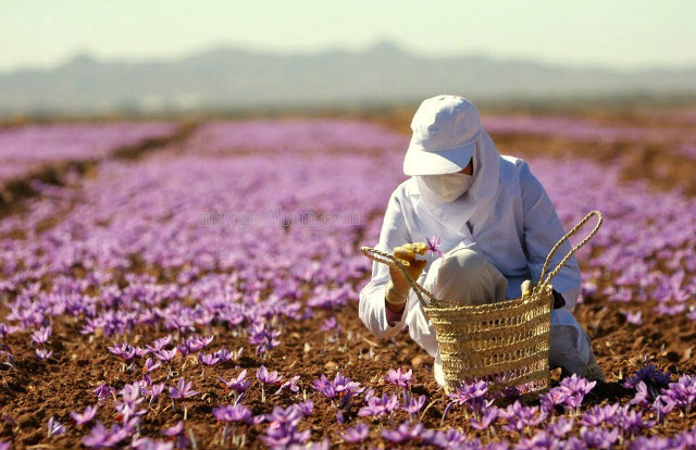 Quá trình thu hoạch kỳ công nên giá thành của saffron vô cùng đắt đỏ