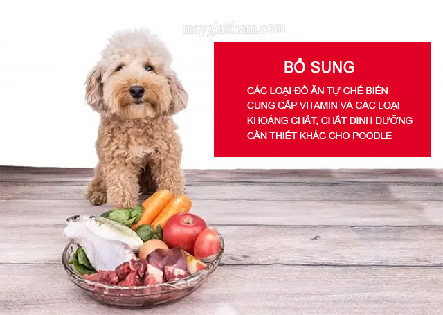 Nên bổ sung đa dạng thức ăn trong khẩu phần ăn của bé cún