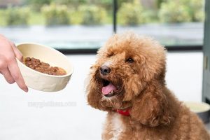 Các loại hạt khô giúp bộ lông của Poodle đẹp hơn