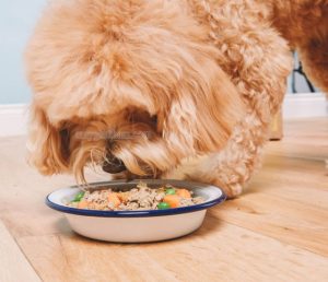 Cần cân nhắc lựa chọn đồ ăn cho chó Poodle phù hợp