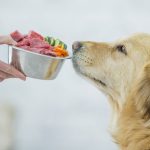 [Góc giải đáp] Có nên cho chó ăn đồ sống hay không?