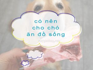 Có nên cho chó ăn đồ sống không để cún phát triển tốt?
