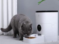 một số loại máy thông mình cho mèo ăn được ưa chuộng hiện nay