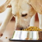 [Giải đáp] Nên lựa chọn thức ăn cho chó ganador như thế nào cho đúng?