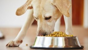 thức ăn cho cho gandor có tốt hay không, cùng mình tìm hiểu nhé